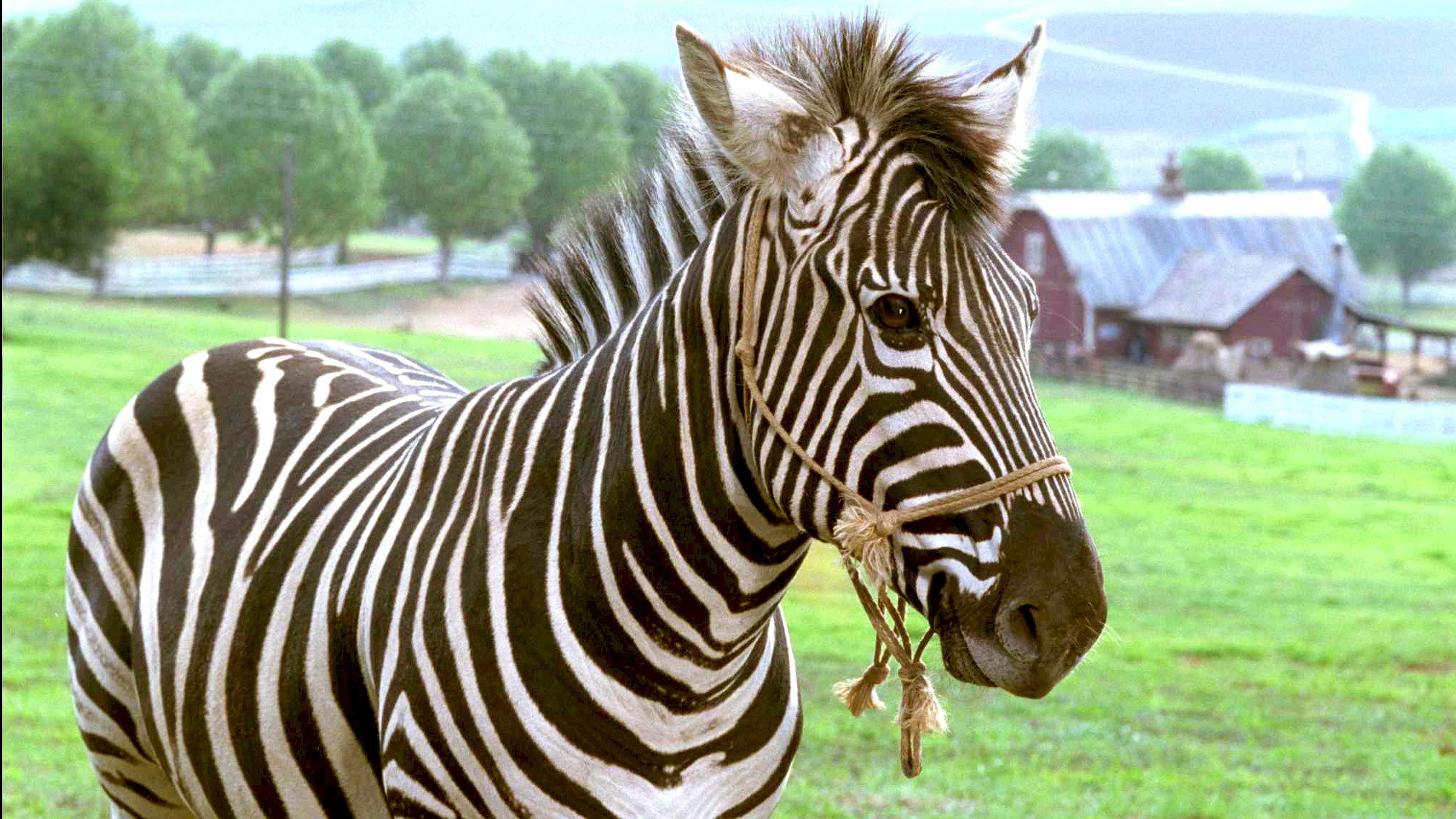 Racing Stripes scene photo