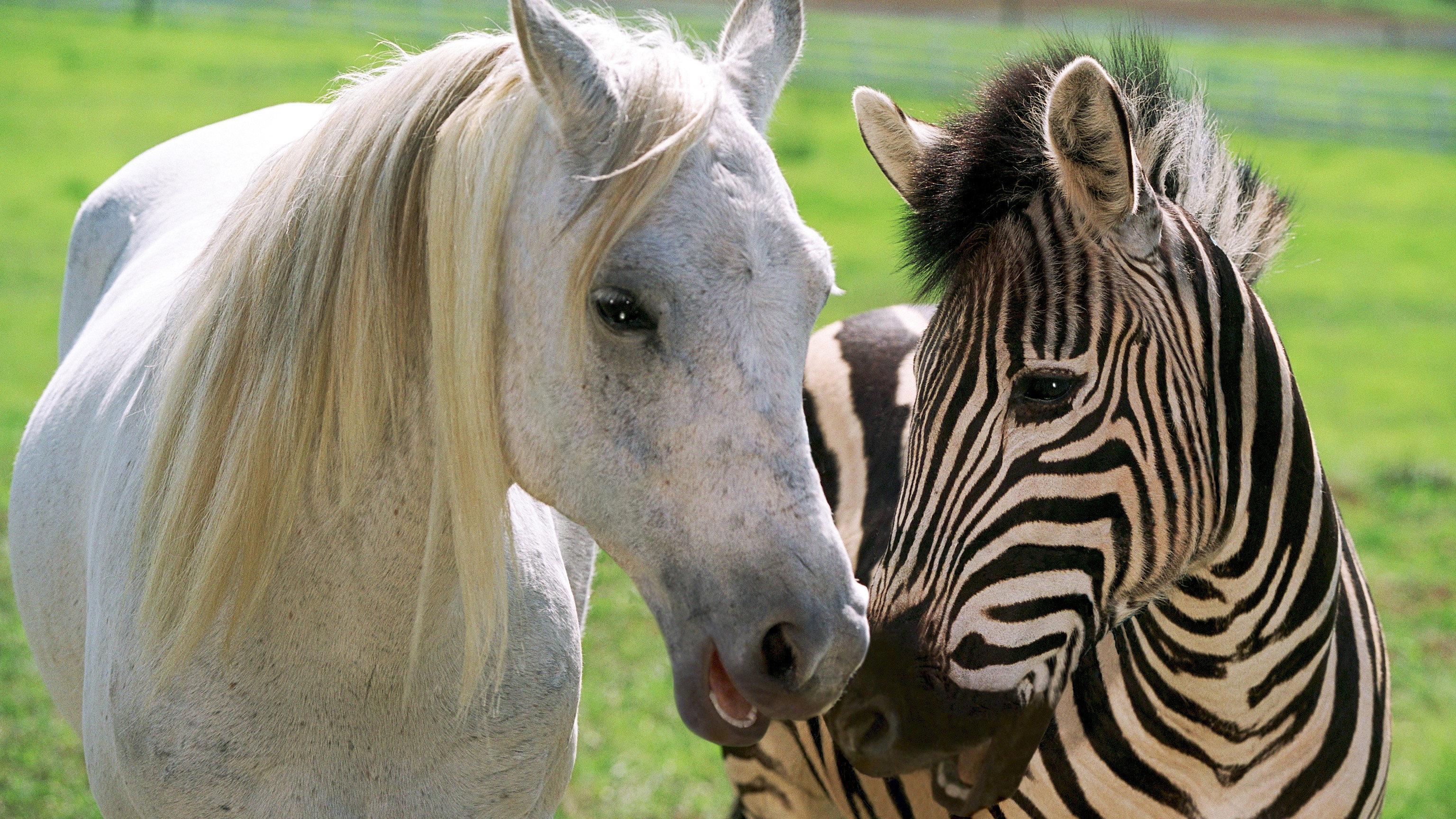 Racing Stripes scene photo