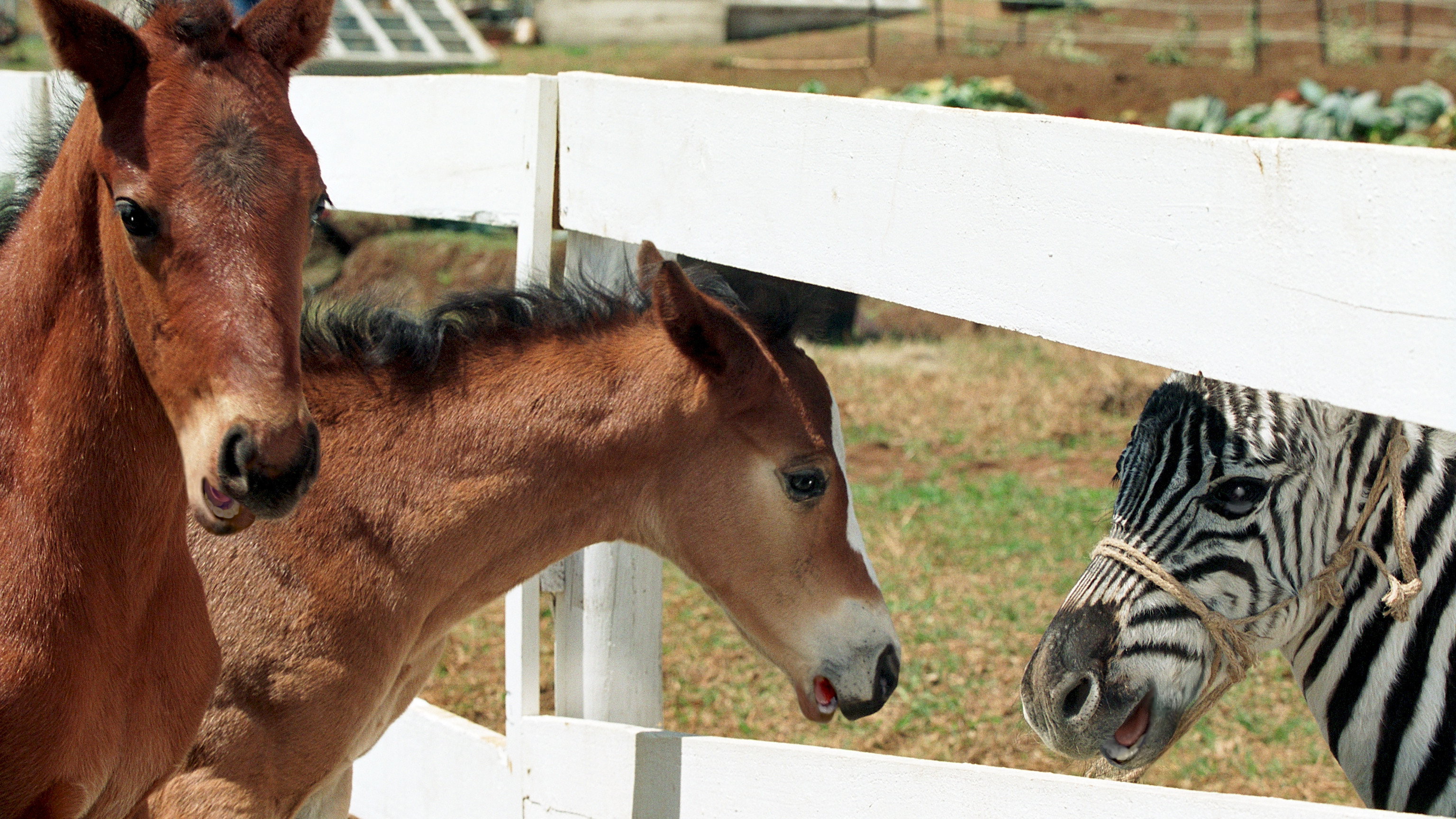 Racing Stripes scene photo