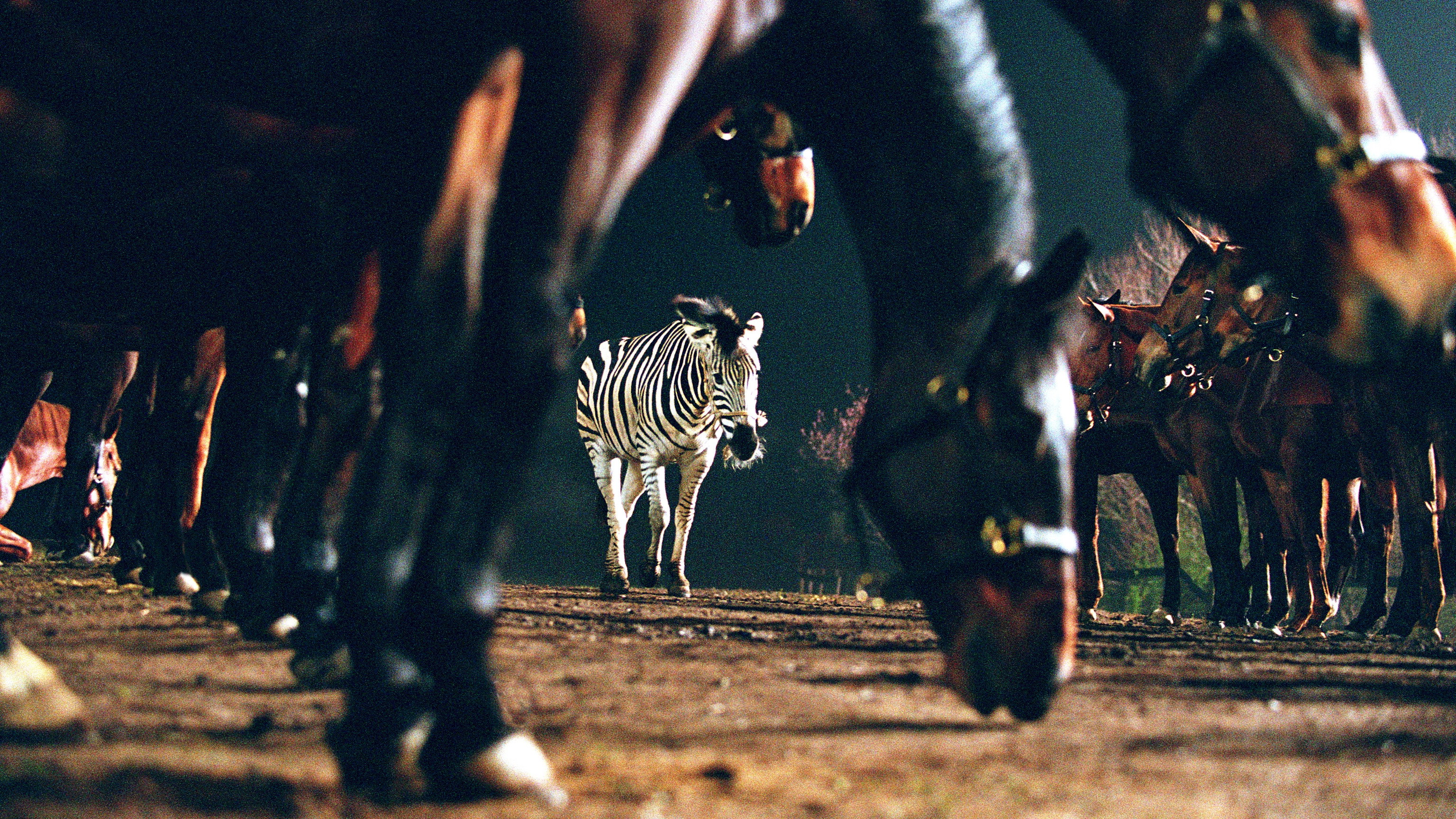 Racing Stripes scene photo
