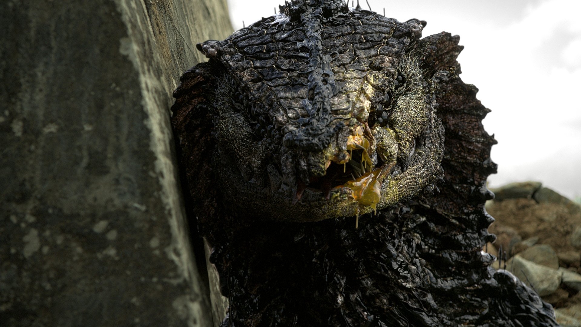 Rakka scene photo