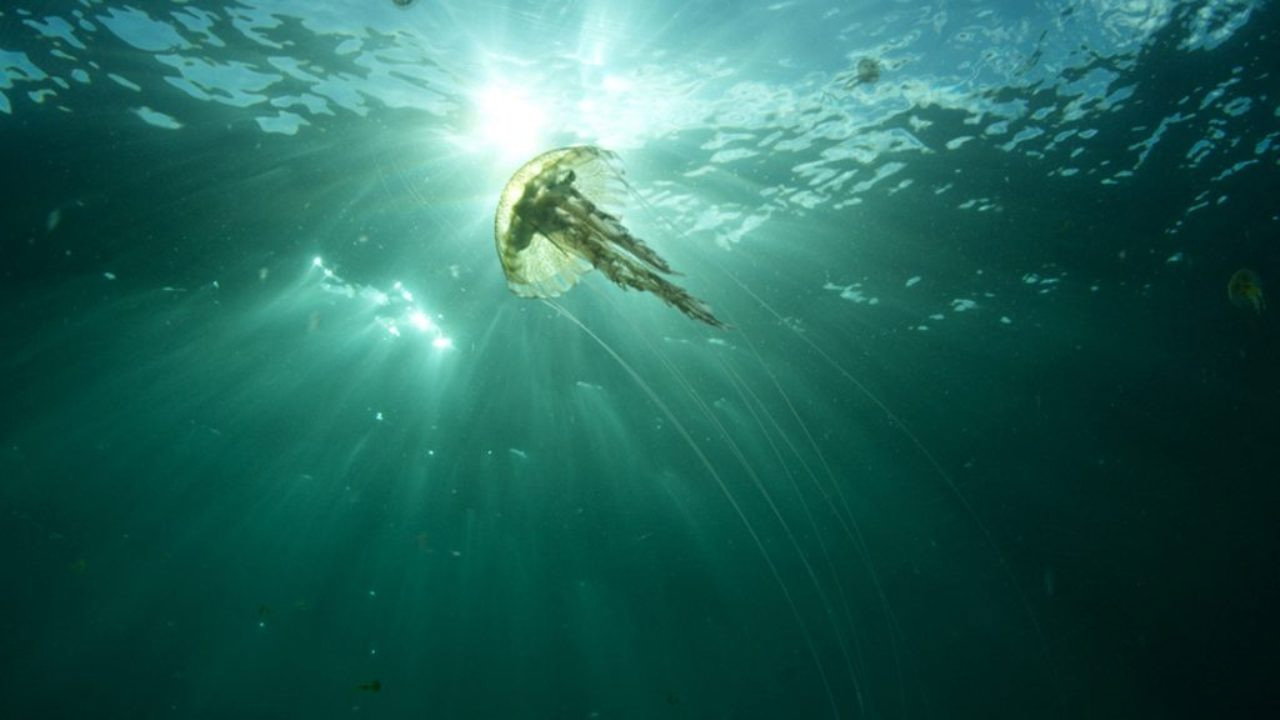 Sea Fever scene photo