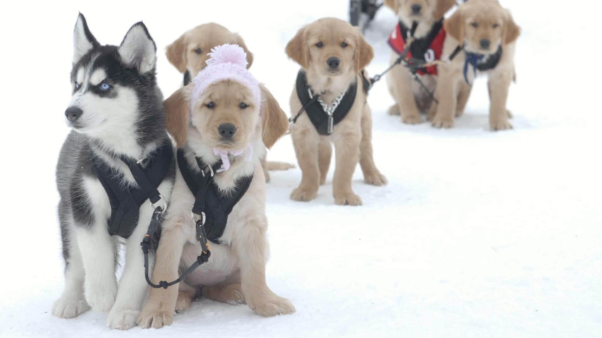 Snow Buddies scene photo