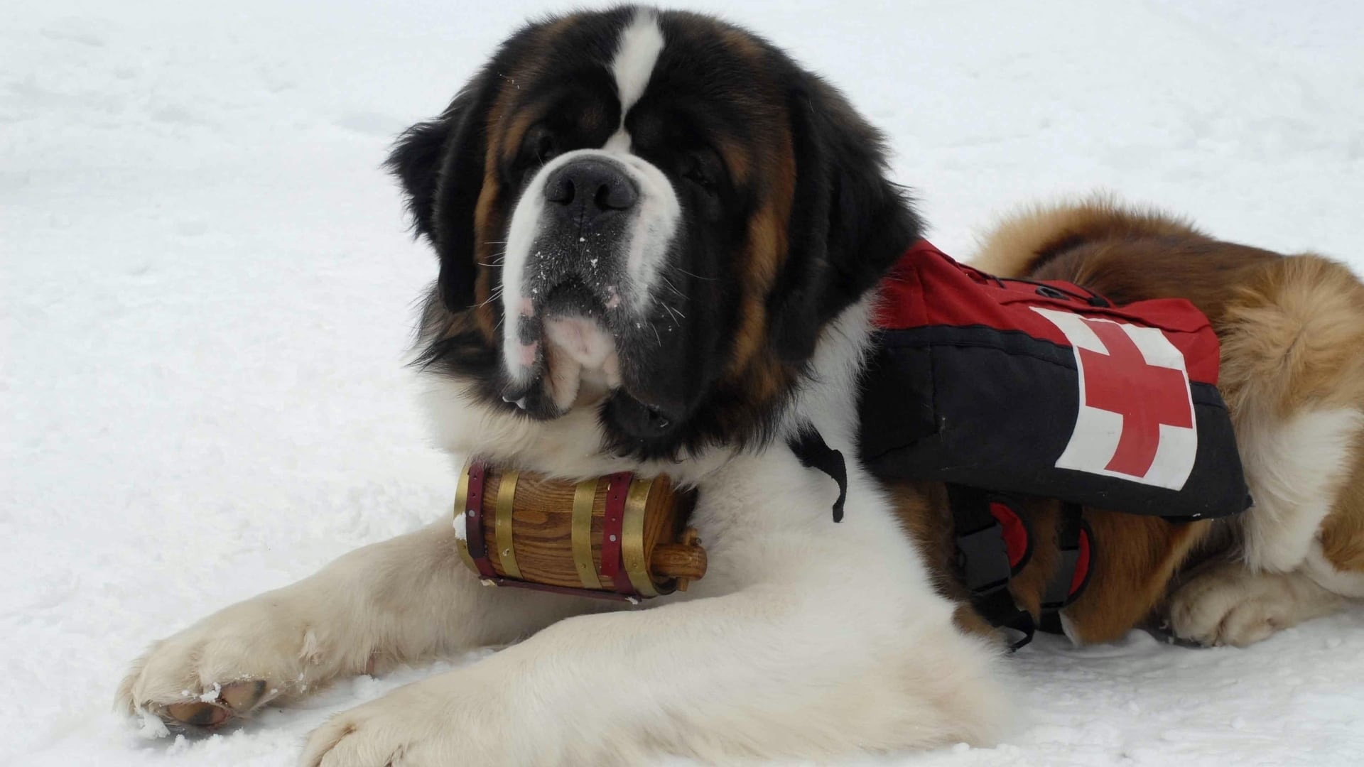 Snow Buddies scene photo