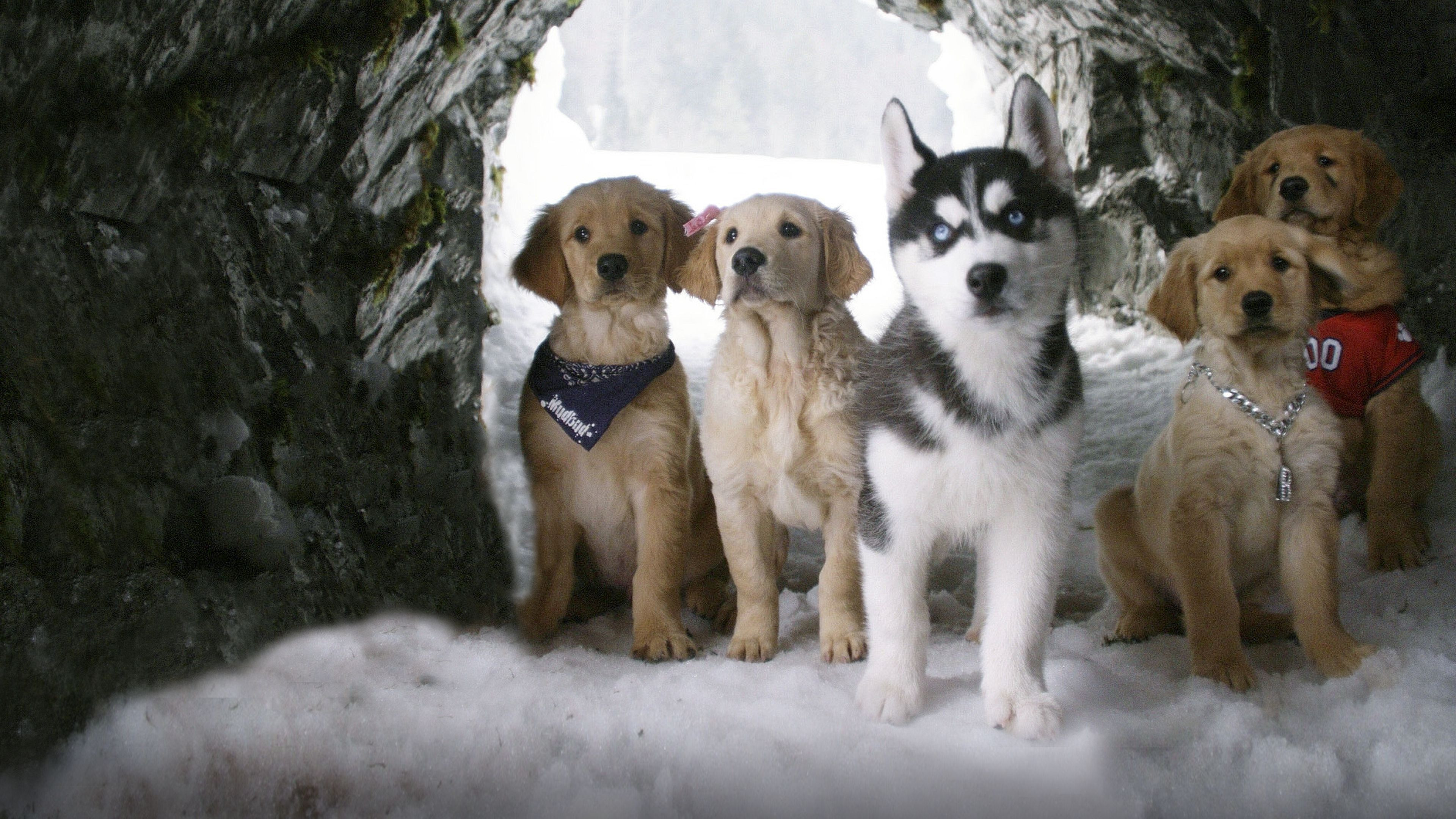 Snow Buddies scene photo