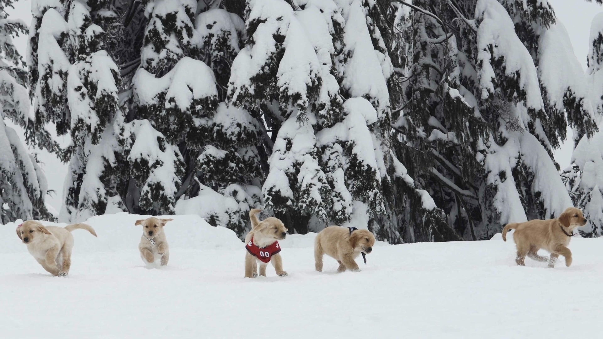 Snow Buddies scene photo