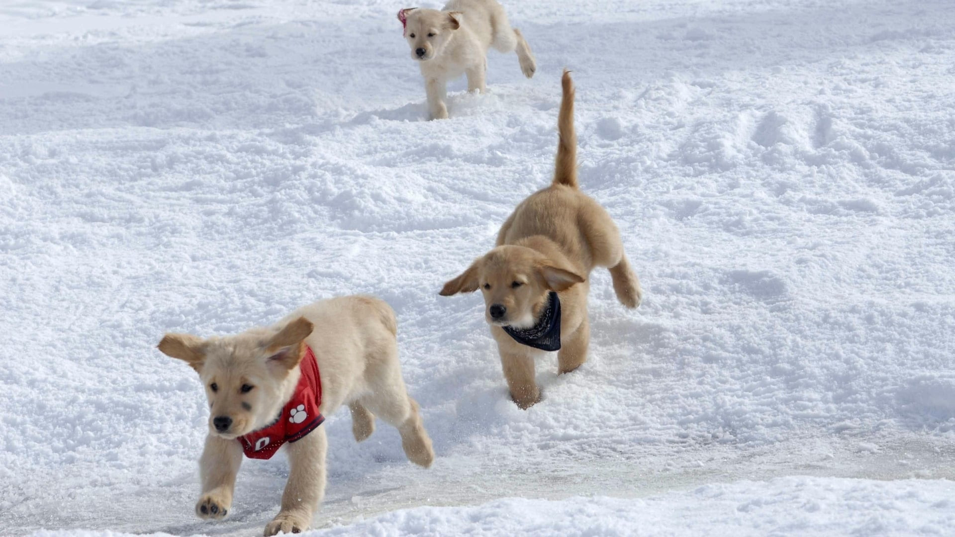 Snow Buddies scene photo