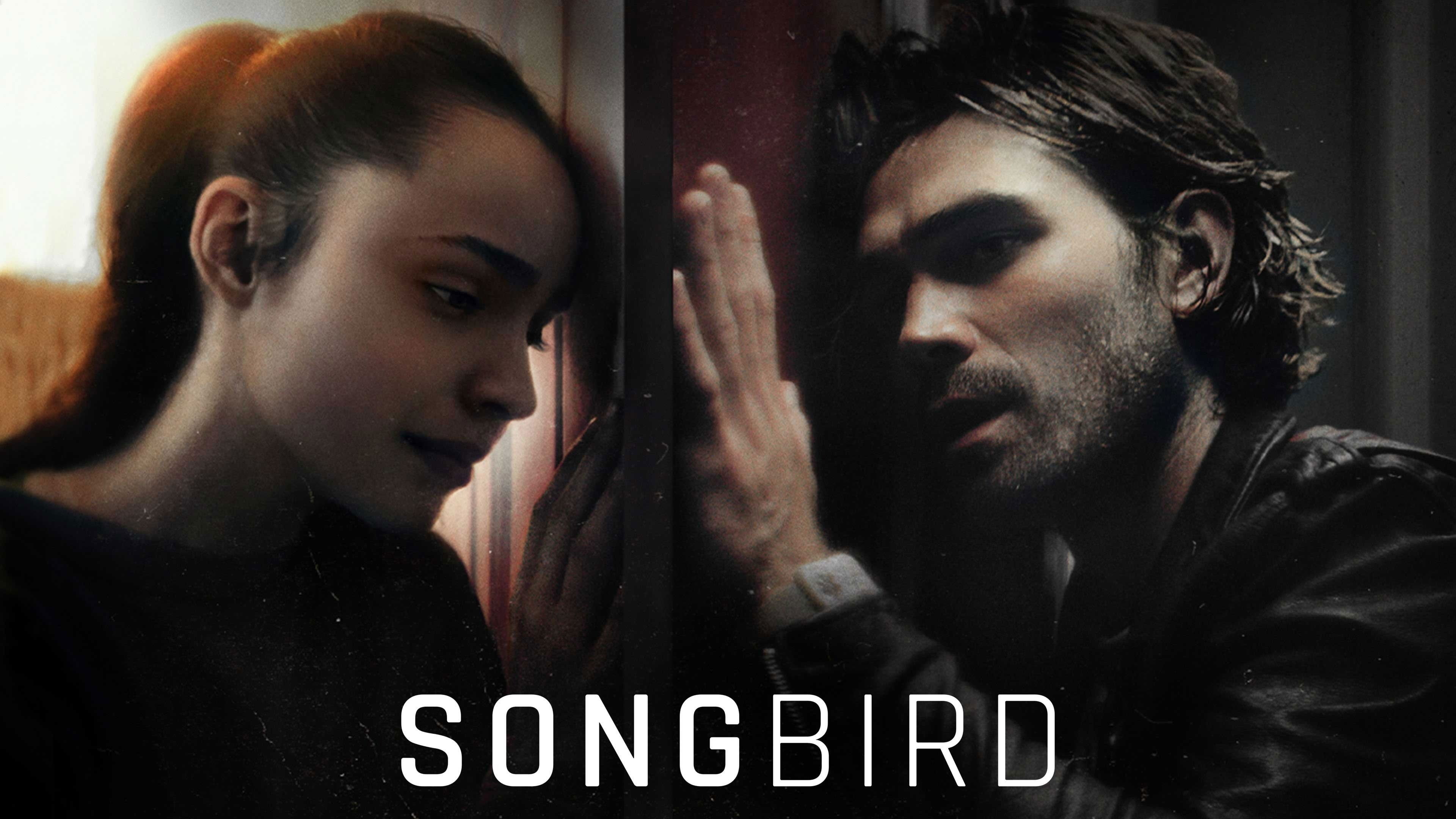 Songbird scene photo