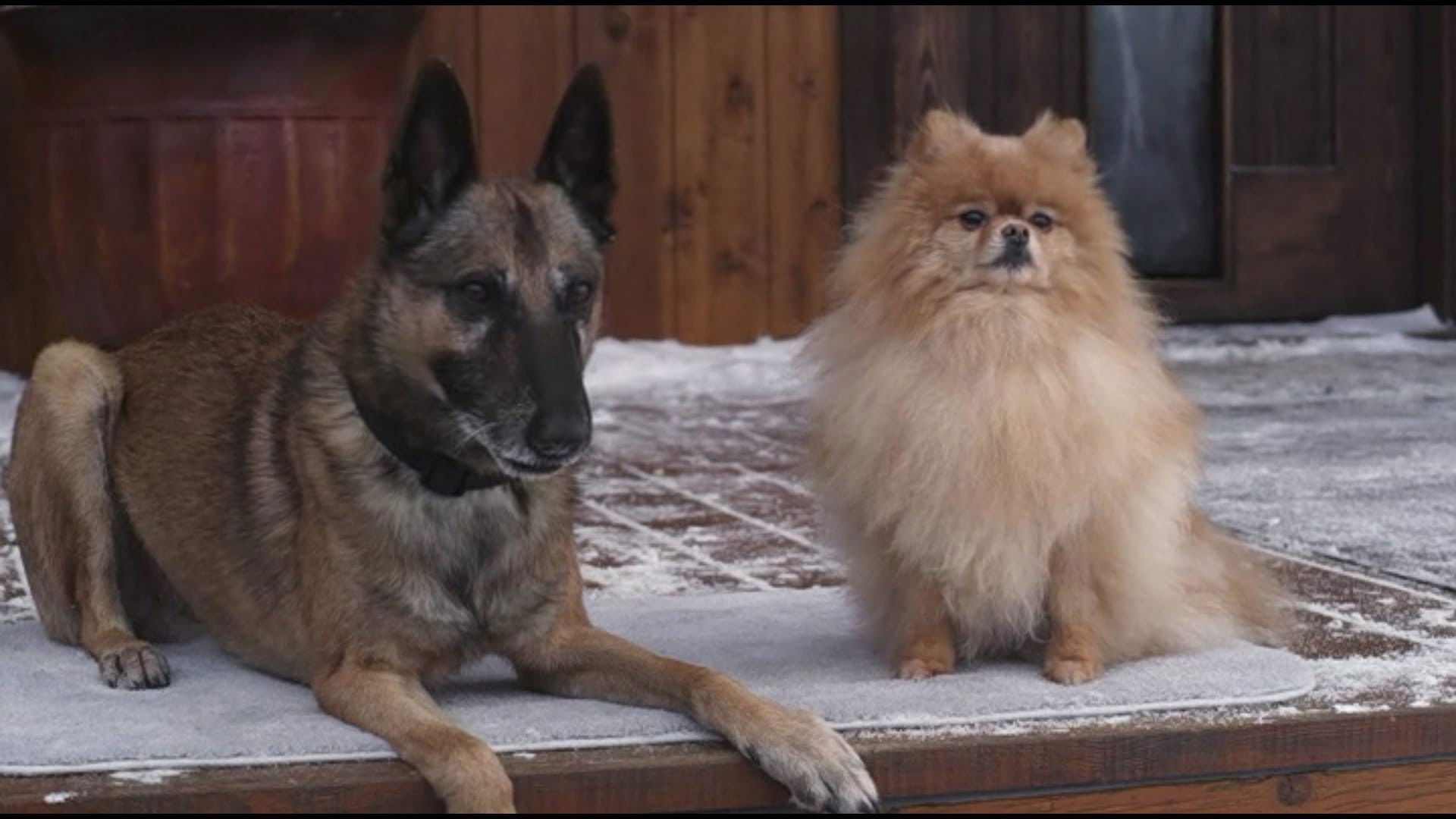 Step Dogs scene photo