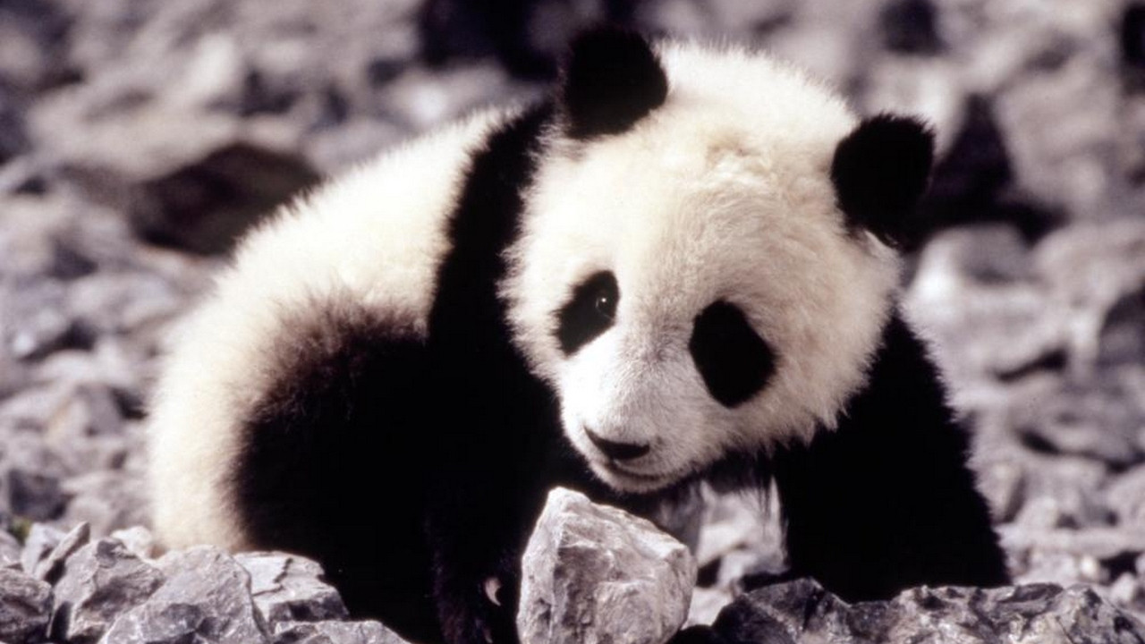 The Amazing Panda Adventure scene photo