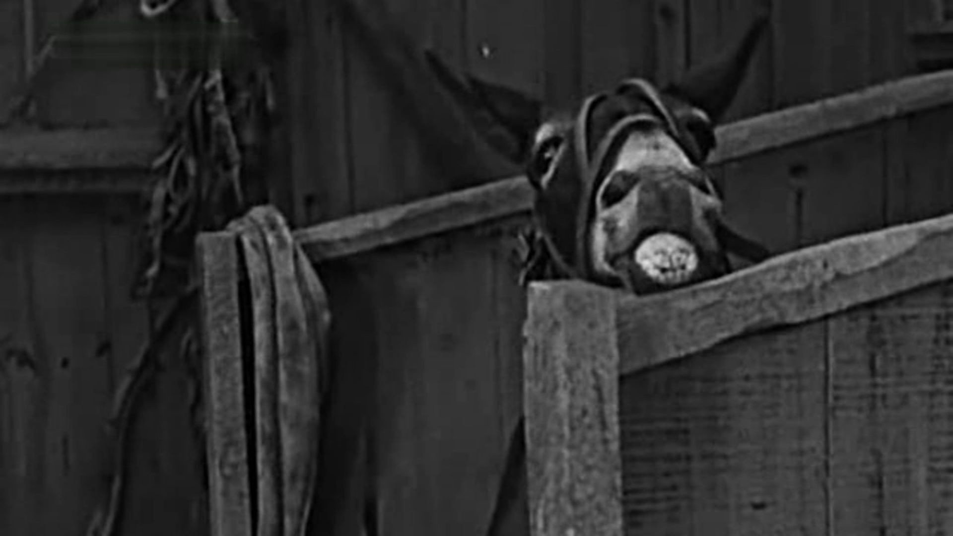 The Champeen scene photo