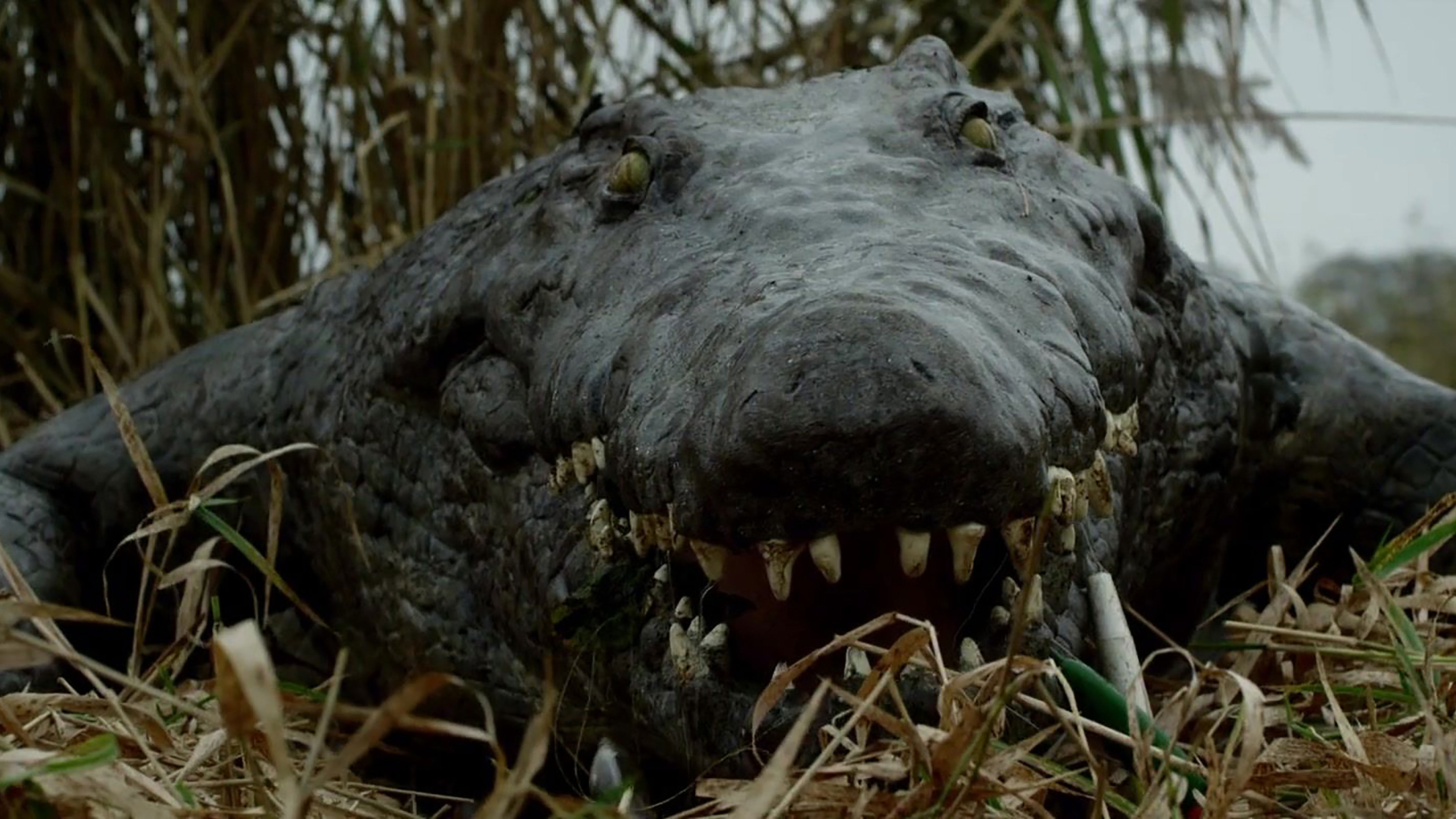 The Hatching scene photo