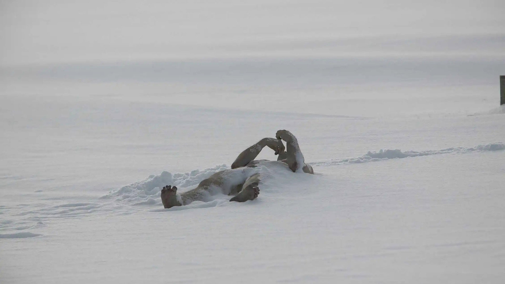 The Last Winter scene photo