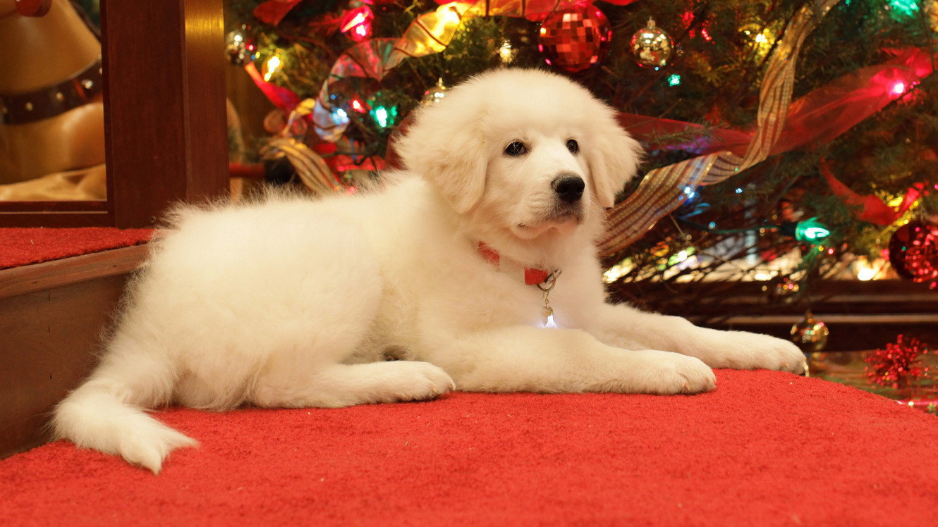 The Search for Santa Paws scene photo