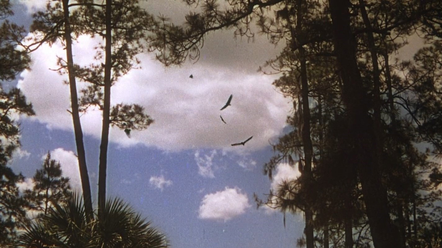 The Yearling scene photo