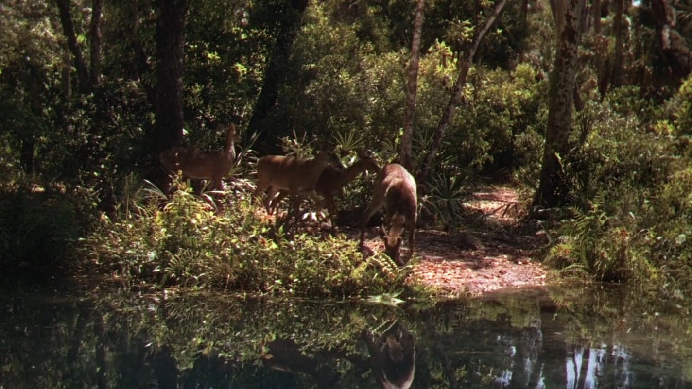 The Yearling scene photo