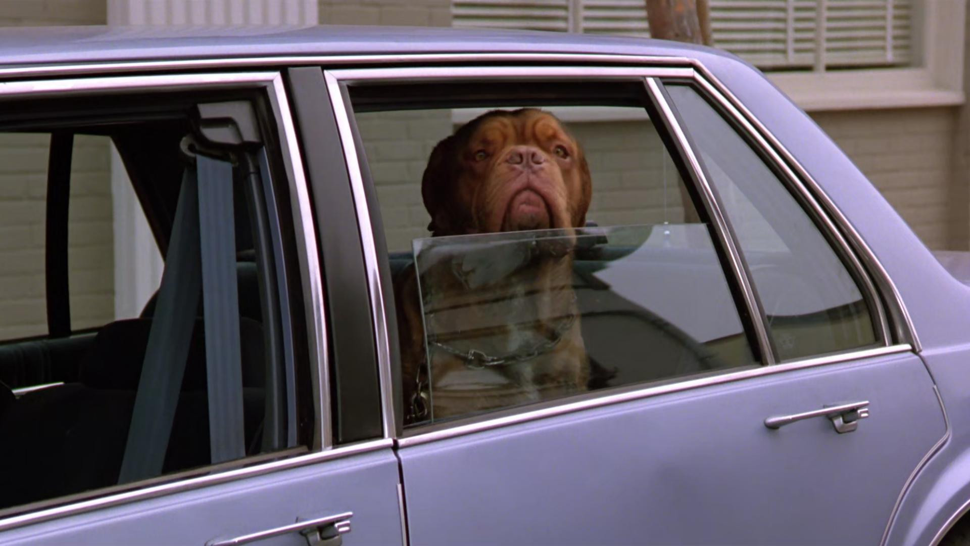 Turner & Hooch scene photo