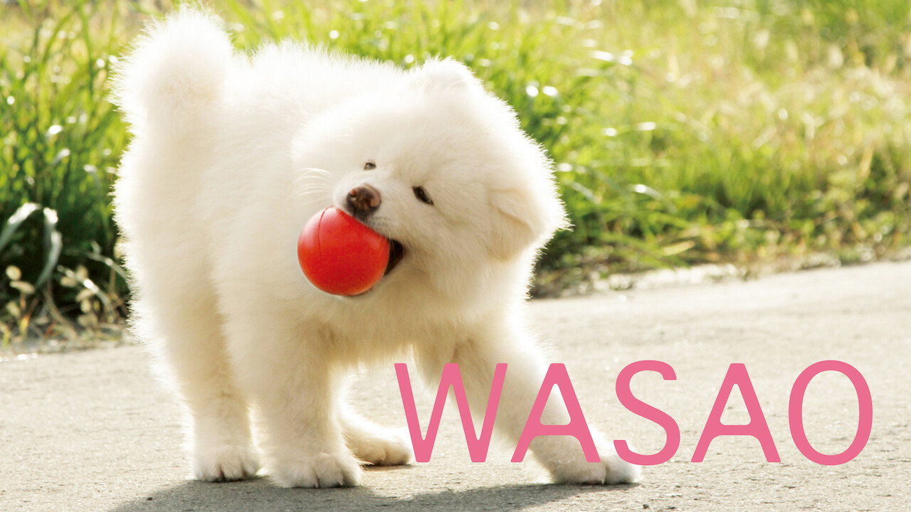 Wasao scene photo