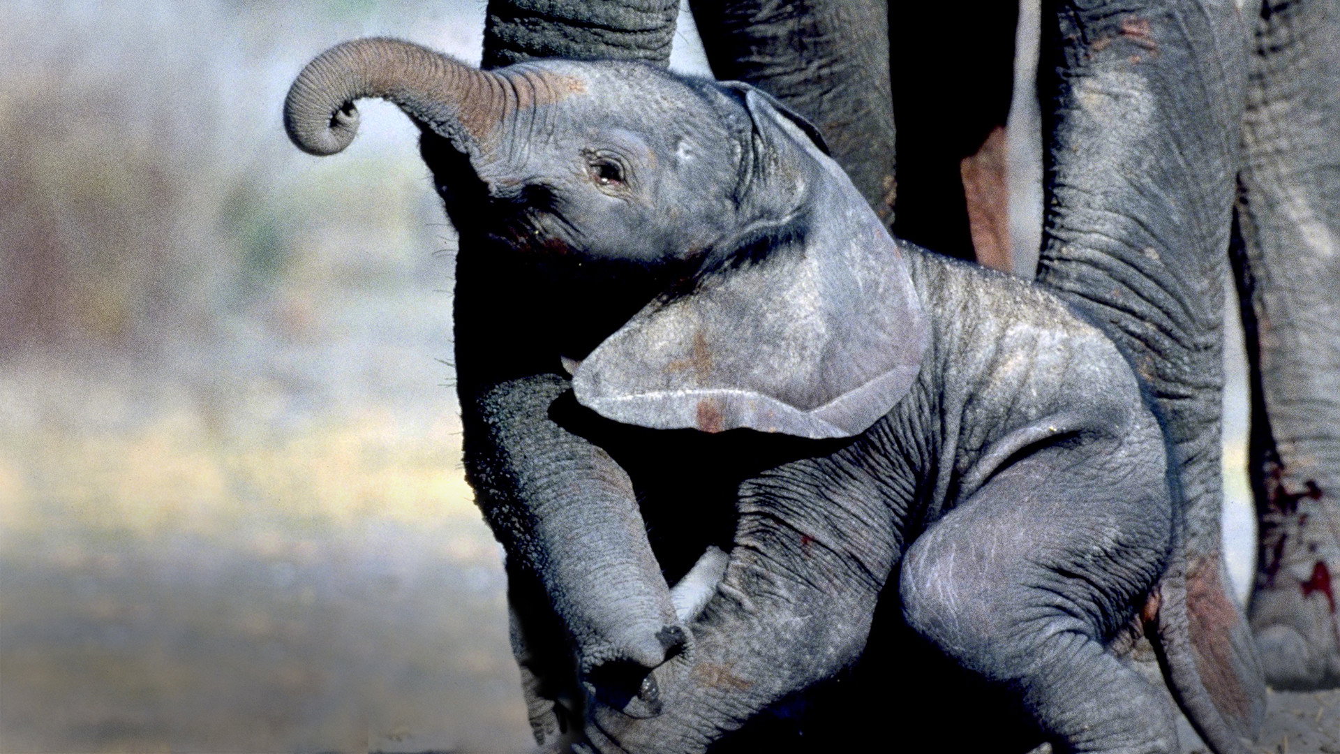 Whispers: An Elephant's Tale scene photo