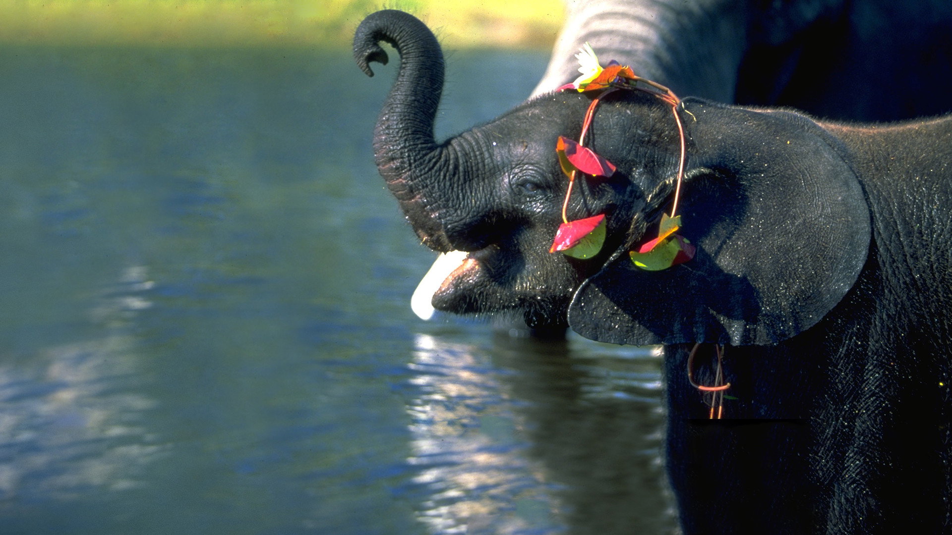 Whispers: An Elephant's Tale scene photo