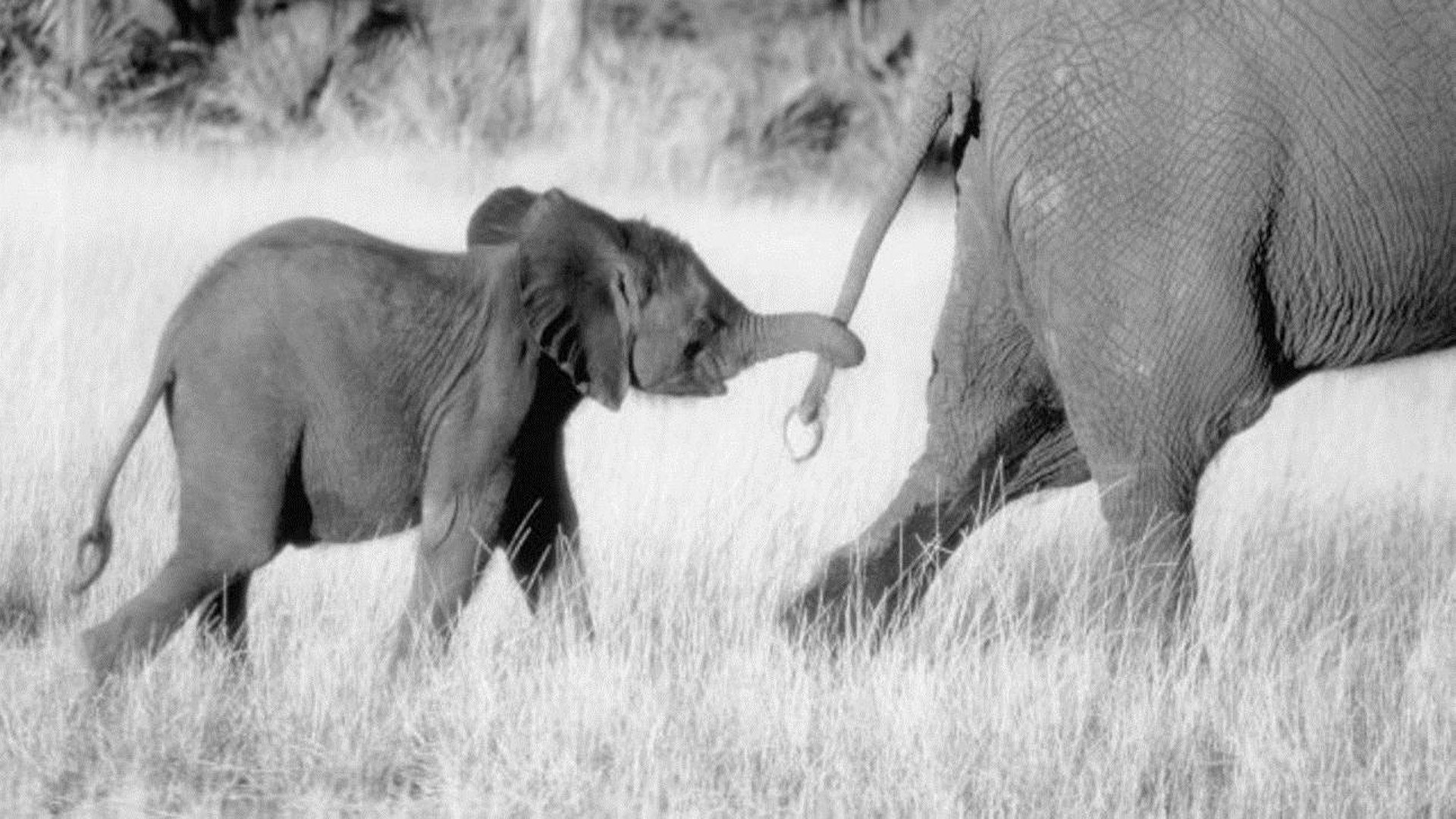 Whispers: An Elephant's Tale scene photo