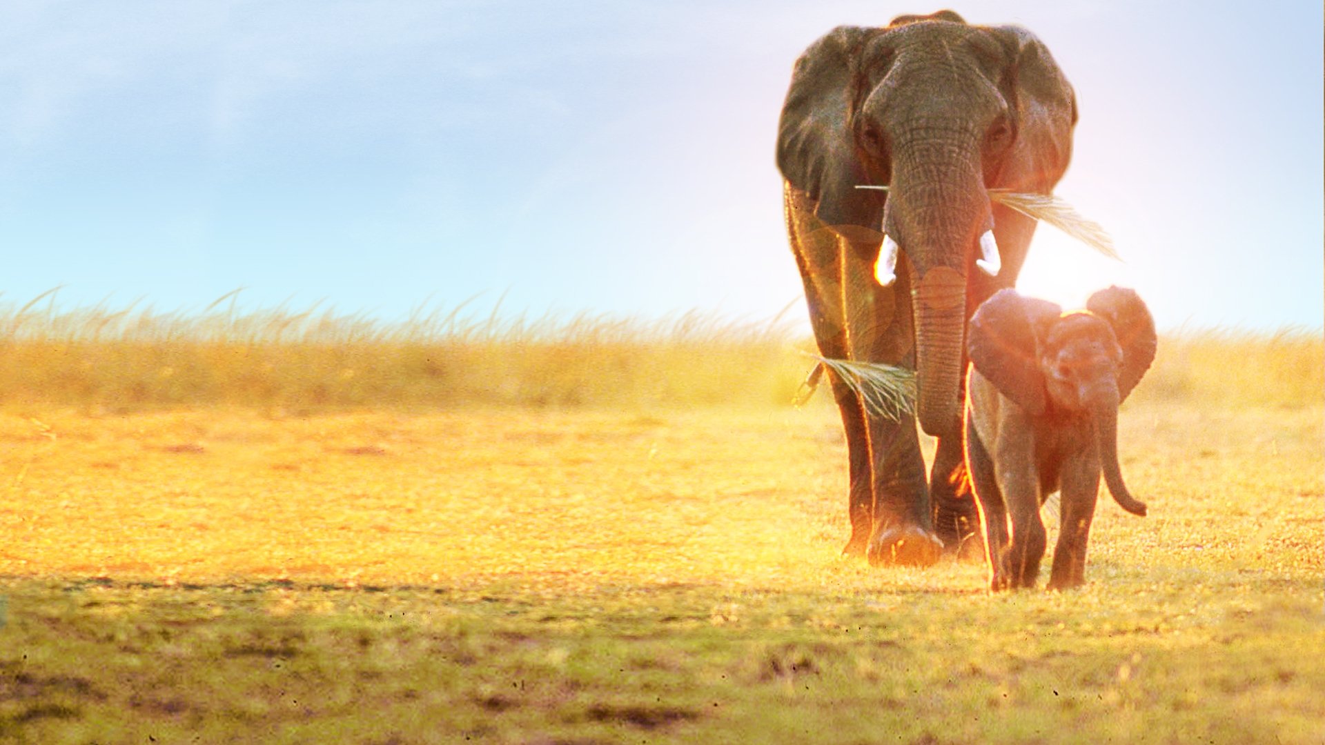 Whispers: An Elephant's Tale scene photo