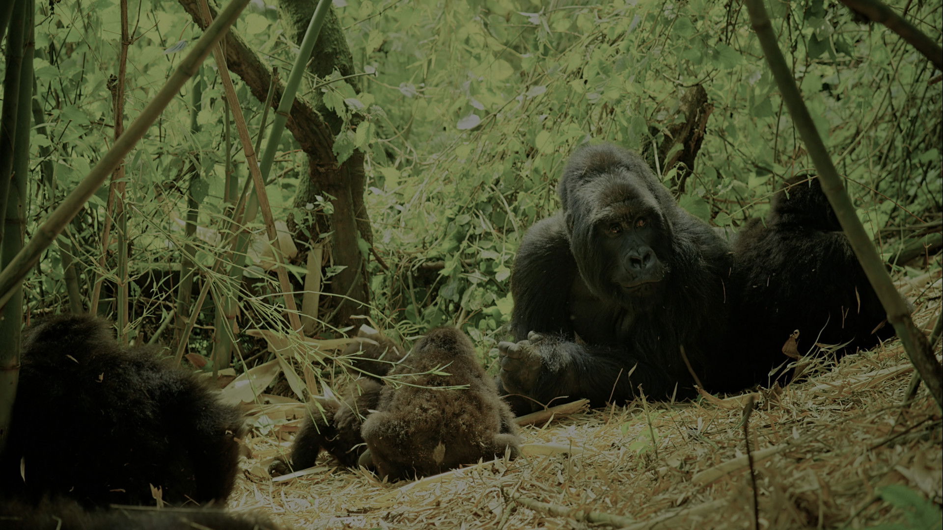 Wild Africa scene photo