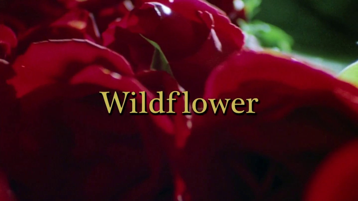 Wildflower scene photo