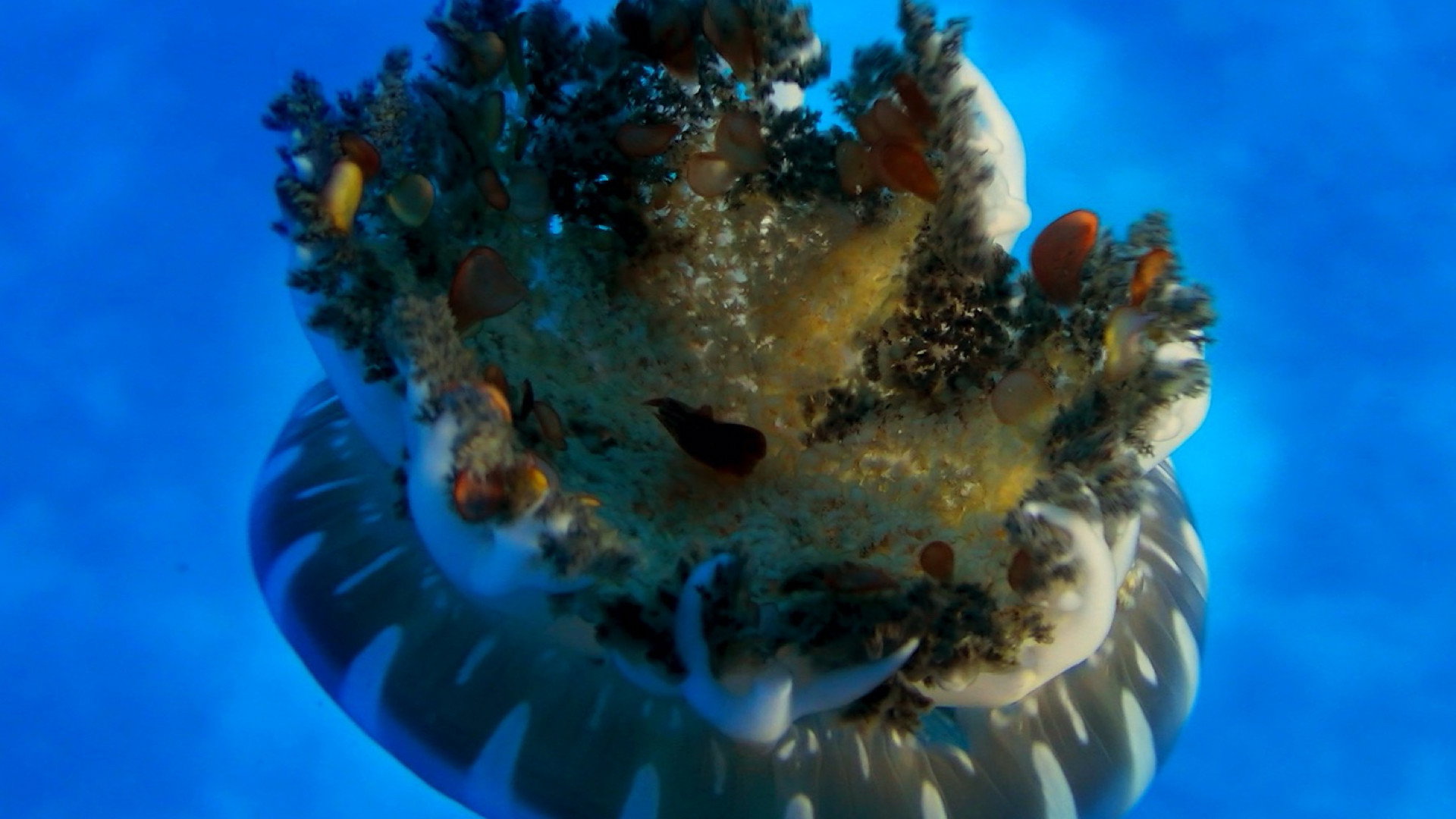 Wonders of the Sea 3D scene photo