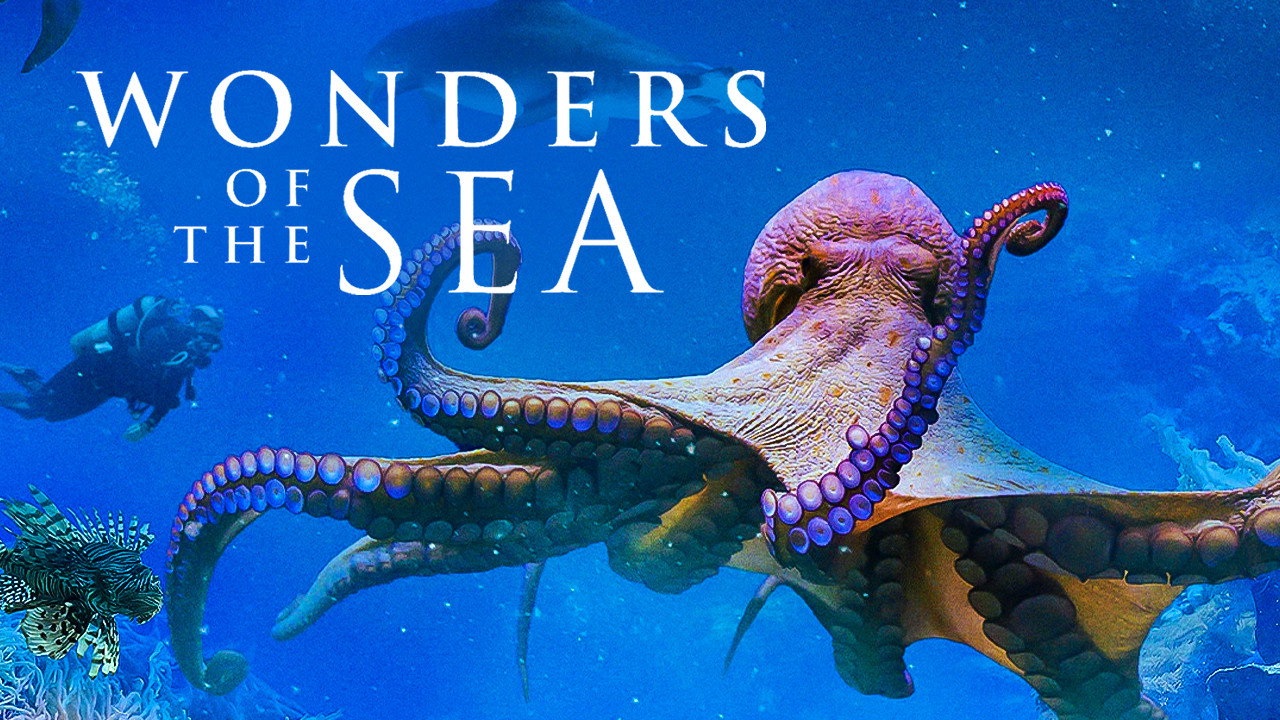 Wonders of the Sea 3D scene photo