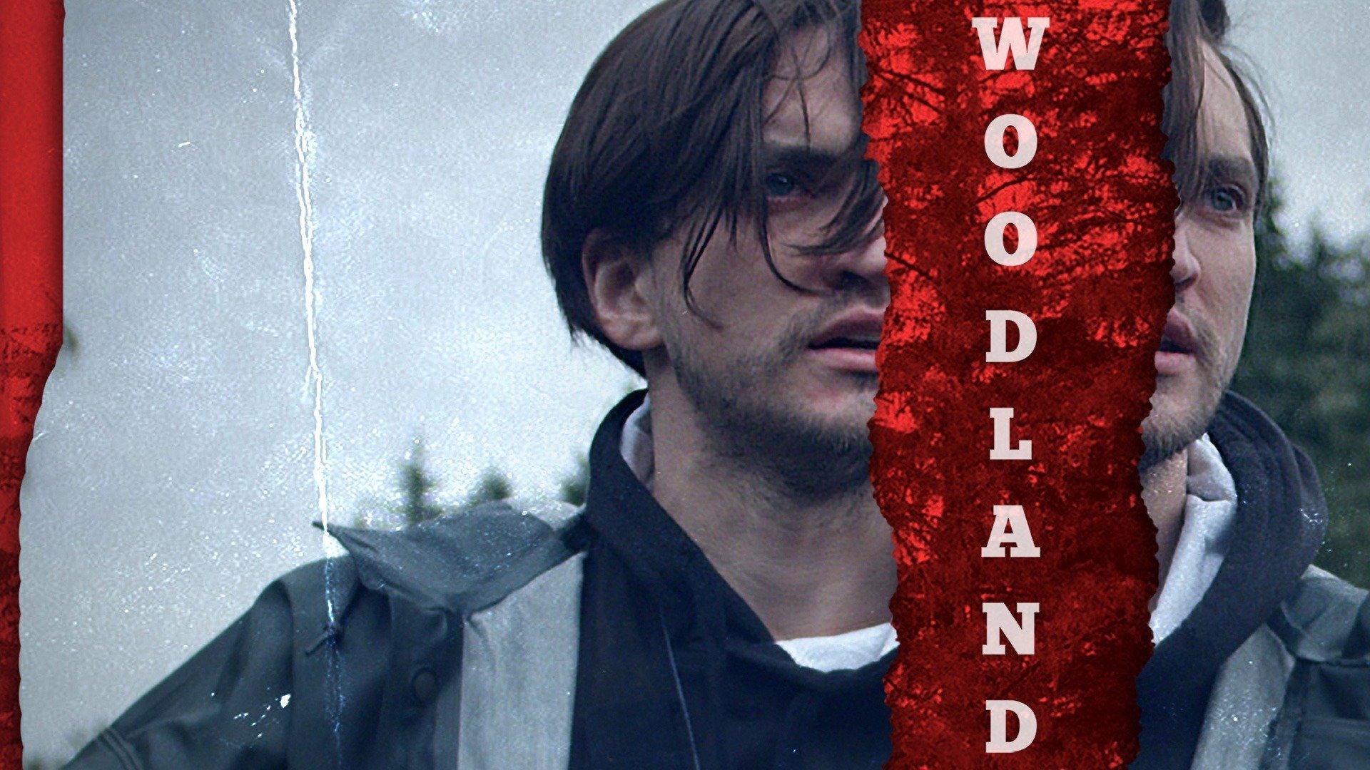Woodland scene photo