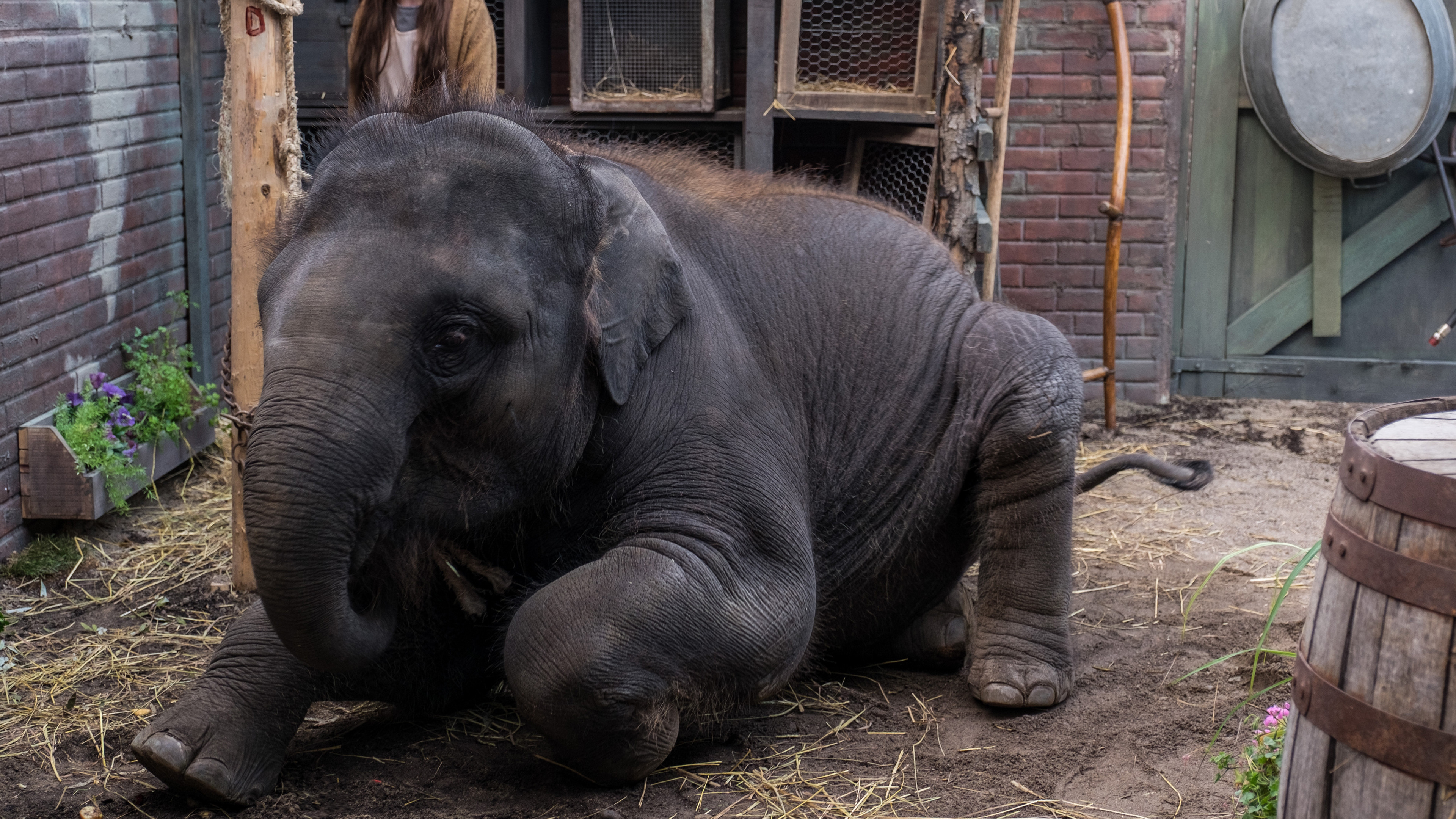 Zoo scene photo